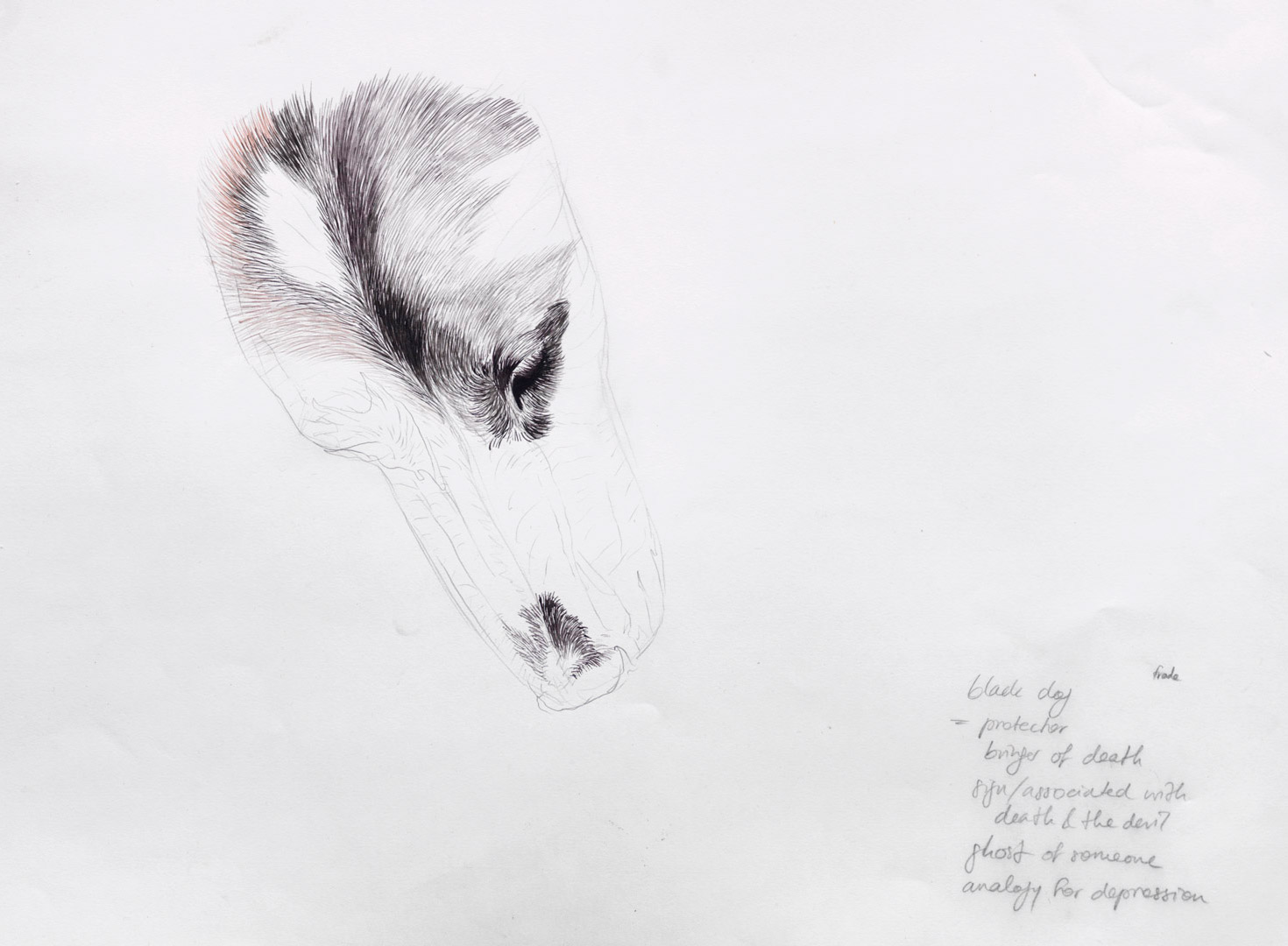 1-dogs-head-sketch-Arlette_Ess