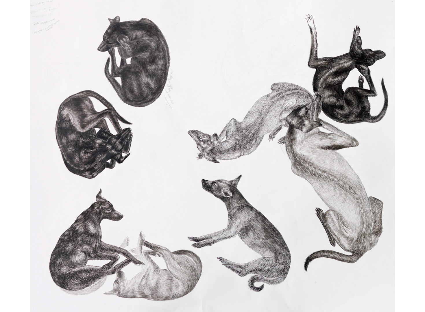 2-dogs-trial-sketch-1