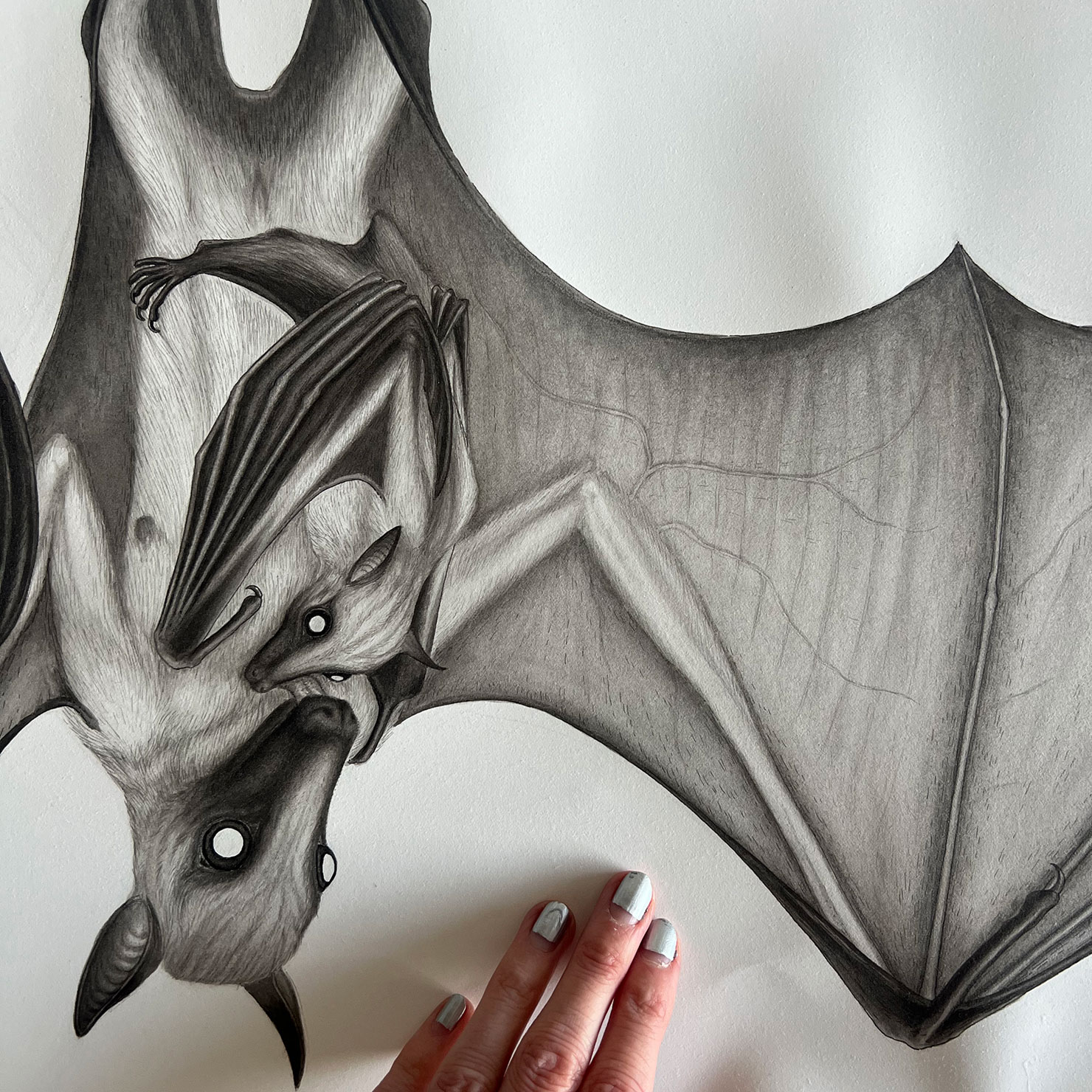Fruitbat ink drawing