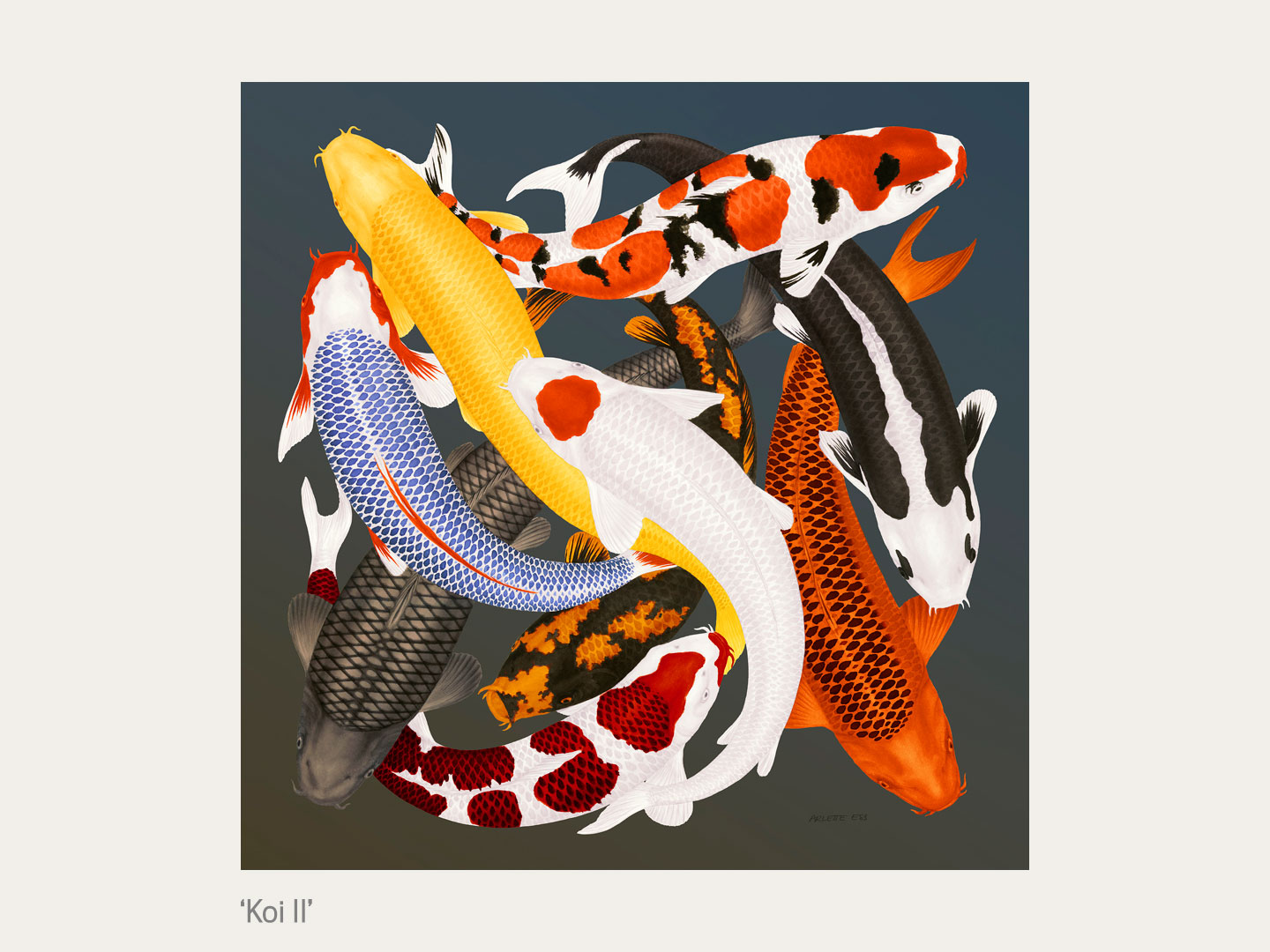 Koi 2 75x75cm unframed fine art print
